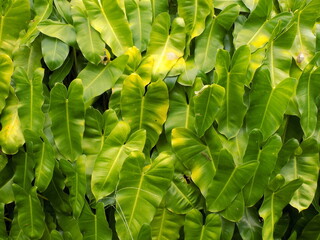 Green Leaves In The Morning