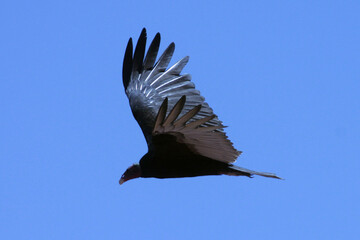 Um gigante urubu-cabeça-vermelha visitando a praia de Cordeirinho - Maricá - RJ