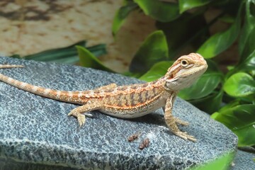 Baby of bearded dragon on stone, closeup