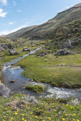A river flows through a grassy valley steppe patagonica with yellow flowers in the foreground