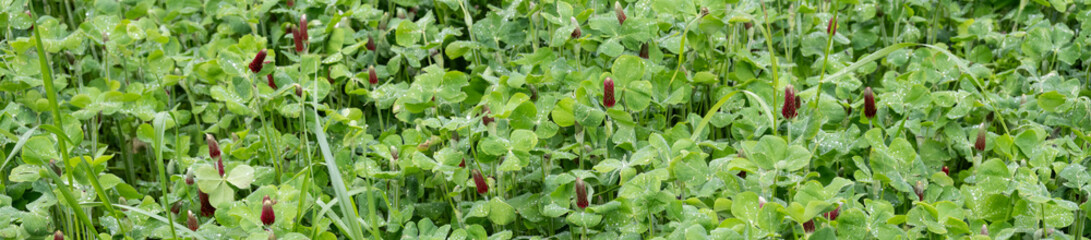 Cover crop of clover planted over winter, will be tilled under for soil nutrients before spring planting
