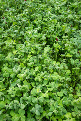 Cover crop of clover planted over winter, will be tilled under for soil nutrients before spring planting
