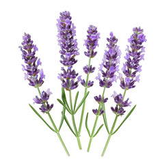 Naklejka premium A bunch of purple lavender flowers are arranged in a row