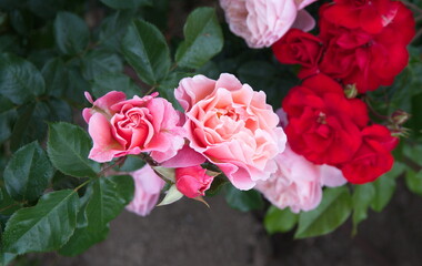 Garden roses, Creamy  pink roses,  rose bush in bloom