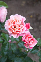 Garden roses, Creamy  pink roses,  rose bush in bloom