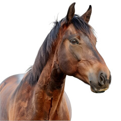A brown horse with a black mane