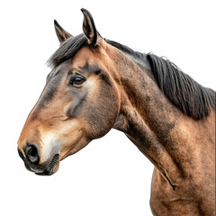 Obraz premium A brown horse with a white background