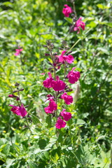 Baby sage, Graham's sage,  blackcurrant sage, Red autumn sage, Salvia microphylla 