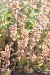 Dried stems with seeds of salvia officinalis (sage, also called garden sage, common sage) 