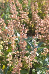 Dried stems with seeds of salvia officinalis (sage, also called garden sage, common sage) 