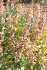 Dried stems with seeds of salvia officinalis (sage, also called garden sage, common sage) 