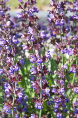 Blossom of salvia officinalis (sage, also called garden sage, common sage) 