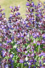 Blossom of salvia officinalis (sage, also called garden sage, common sage) 