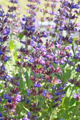 Blossom of salvia officinalis (sage, also called garden sage, common sage) 