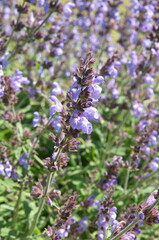Blossom of salvia officinalis (sage, also called garden sage, common sage) 