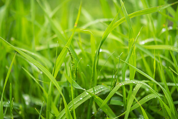 Dew on the blades of green grass.