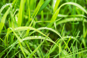 Morning dew on lush green grass.