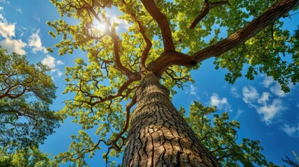 Fototapeta premium A tall tree against the backdrop of the sky