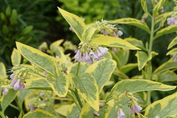 Green and yellow leaves of Comfrey 'Axminster Gold' plant with tiny light purple flowers