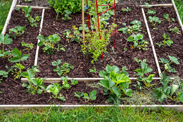 Newly planted strawberry plants in a garden bed with herbs planted in the center, tasty kitchen garden in the spring
