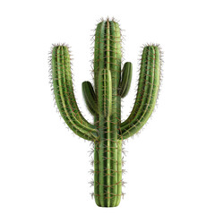 A tall cactus with many spines