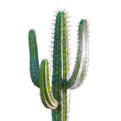 Naklejka premium A tall cactus with a green stem and white tips