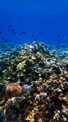 Underwater photo of a colorful coral reef off the coast of the island Bali in Indonesia.