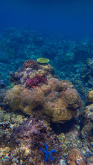 Underwater photo of a colorful coral reef off the coast of the island Bali in Indonesia.