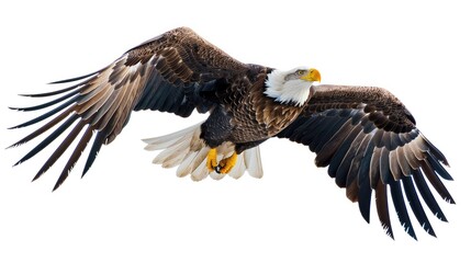 Obraz premium Soaring Bald Eagle