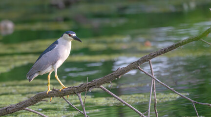 Closeup of a black-crowned night heron.