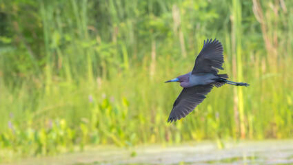 Closeup of a little blue heron in spring.