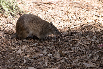 Bandicoots are about the size of a rat and have a pointy snout, humped back, thin tail and large hind feet
