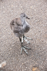 the eurasian coot chick does not have its black feathers or shield yet