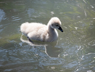 Cygnets are grey when they hatch with black beaks and gradually turn black over the first six months at which time they learn to fly.