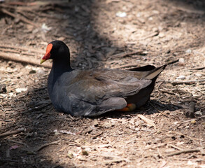 the dusky moorhen is a water bird which has all black feathers with an orange and yellow frontal...
