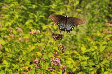 tern swallow tail butterfly and flowers