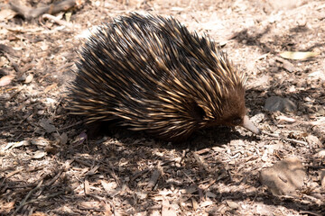 the short nosed echidna has strong-clawed feet and spines on the upper part of a brownish body.