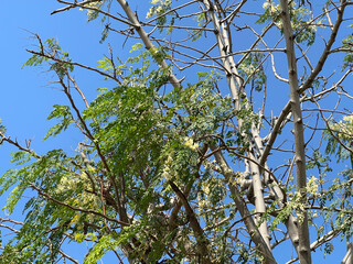 Sesbania Grandiflora tree in nature garden