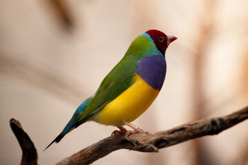 The gouldian  finch is a small bird, with a bright green back, yellow belly and a purple breast.