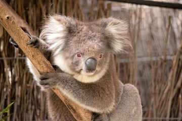 the Koala has a large round head, big furry ears and big black nose. Their fur is usually grey-brown in color with white fur on the chest, inner arms, ears and bottom.