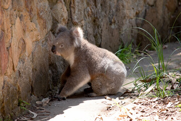 the Koala has a large round head, big furry ears and big black nose. Their fur is usually grey-brown in color with white fur on the chest, inner arms, ears and bottom.