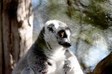 Fototapeta premium The Ring-tailed lemur backs is grey with grey limbs and dark grey heads and necks. They have long striped tails.