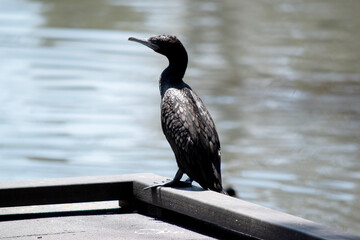 the little black cormorant is a black sea bird with a blue eye