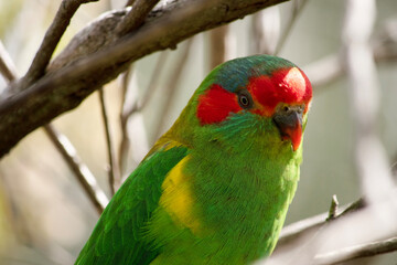 the musk lorikeet is mainly green with red on its face and beak