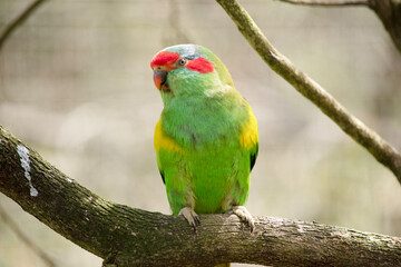 the musk lorikeet is mainly green with red on its face and beak