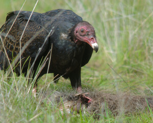 A Turkey Vulture eating a dead racoon in Martinez, California.