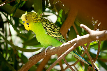 Parakeets are pale green with black bars on their backs, heads, and wings.