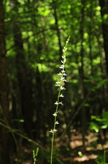 Petite white flowers on stalk in the forest