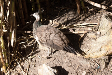 Peahens are mostly brown on their back with a white belly.