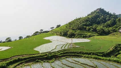 Rice Terraces in the Mountains